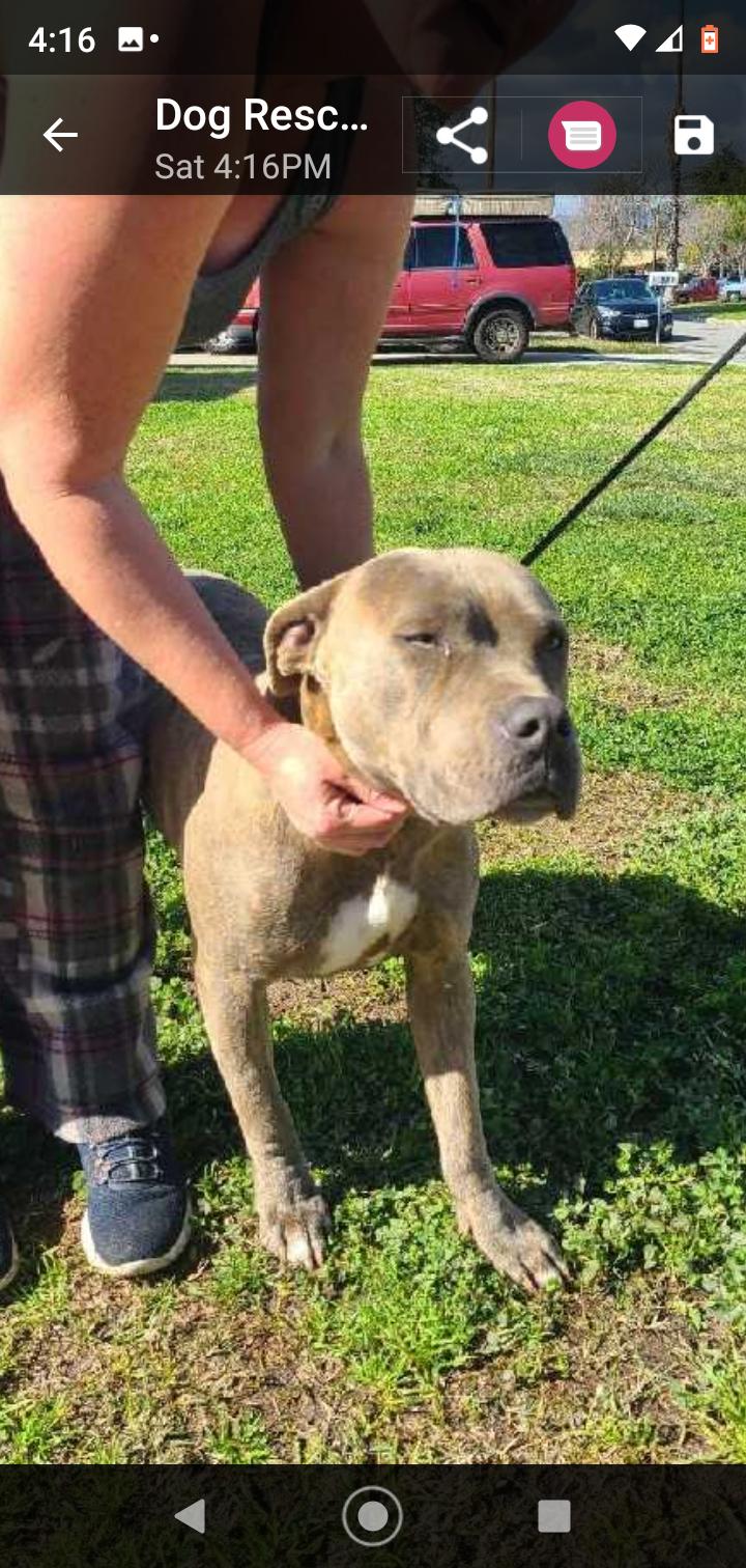 Enlarge Gunner, a Adoptable mixed breed in Seattle, WA image 2/6