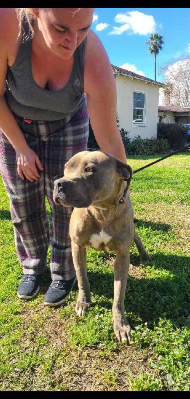 Enlarge Gunner, a Adoptable mixed breed in Seattle, WA image 3/6