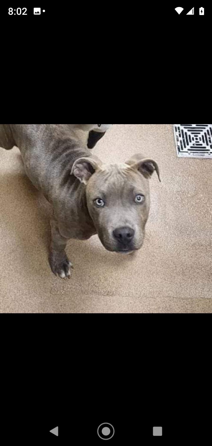 Enlarge Gunner, a Adoptable mixed breed in Seattle, WA image 4/6