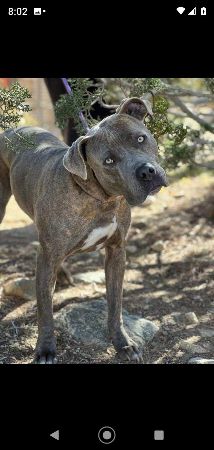 Enlarge Gunner, a Adoptable mixed breed in Seattle, WA image 5/6