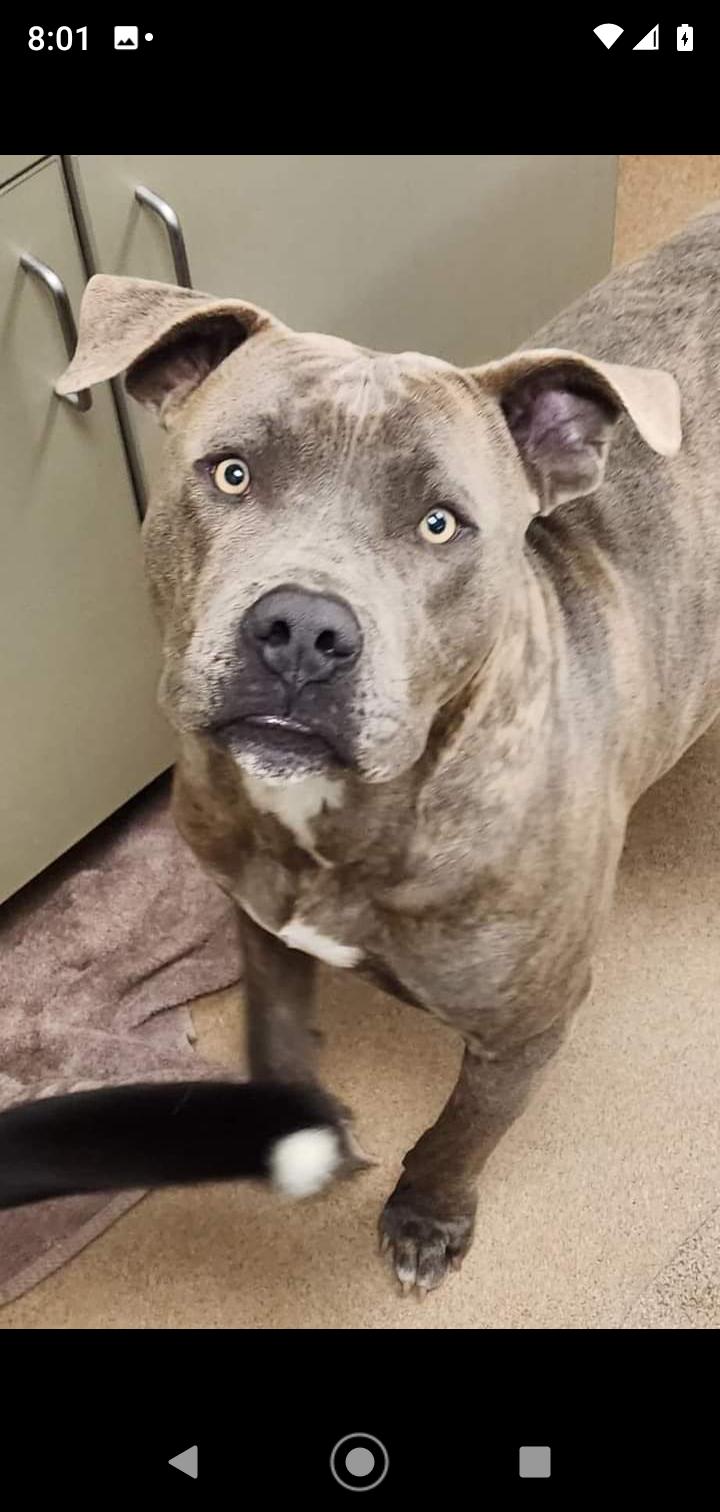 Enlarge Gunner, a Adoptable mixed breed in Seattle, WA image 6/6