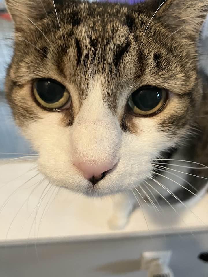 Enlarge April, an adopted Domestic Short Hair in Lincoln, NE image 1/1