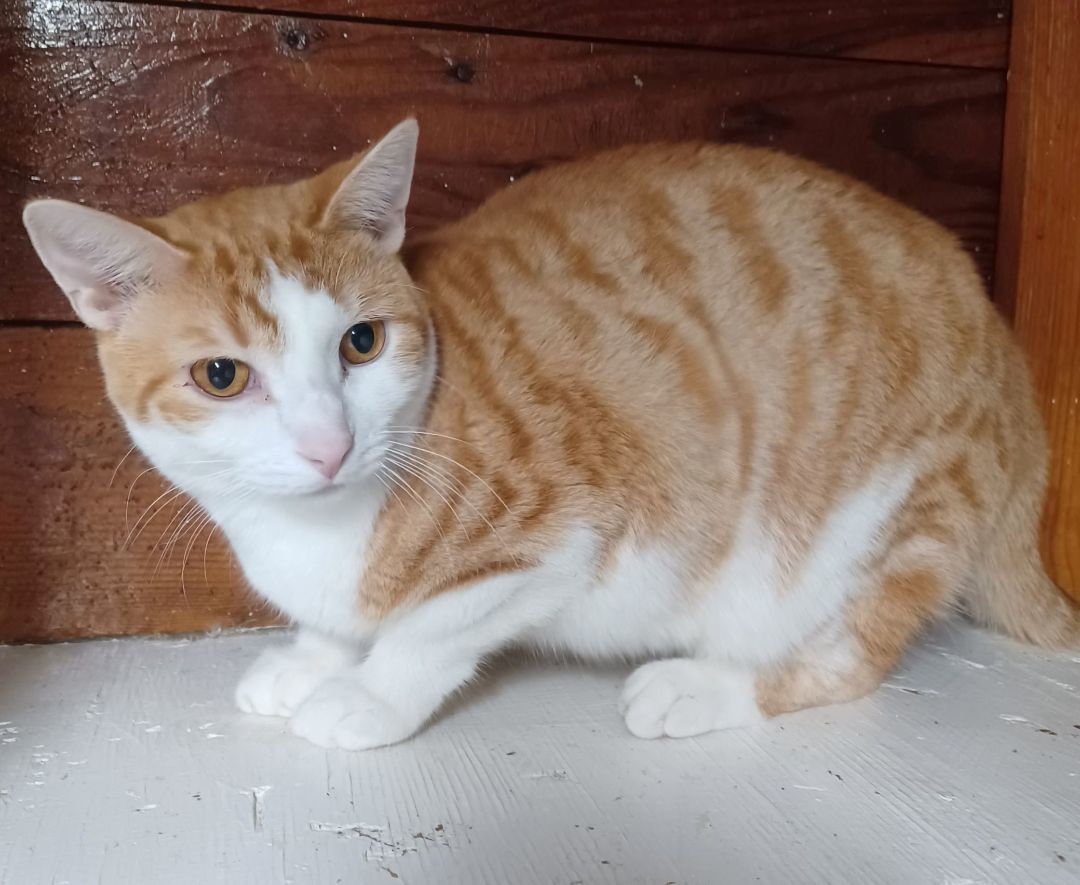 Orange & Then Some, a Adoptable Domestic Short Hair in Lees Summit, MO image 1/9