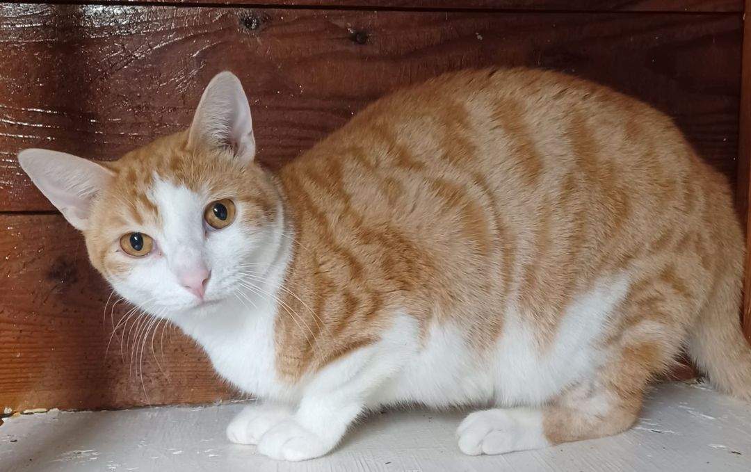 Orange & Then Some, a Adoptable Domestic Short Hair in Lees Summit, MO image 2/9