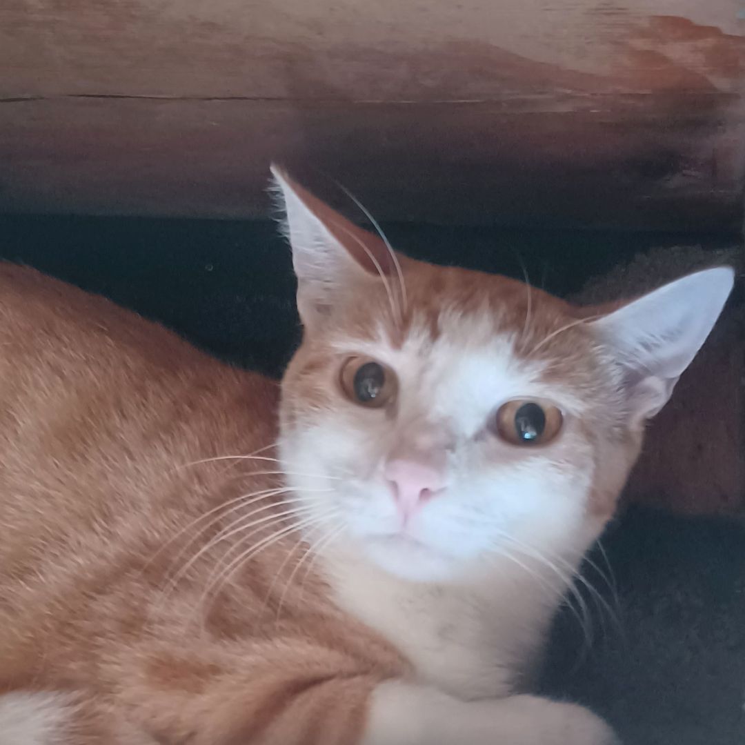 Orange & Then Some, a Adoptable Domestic Short Hair in Lees Summit, MO image 3/9