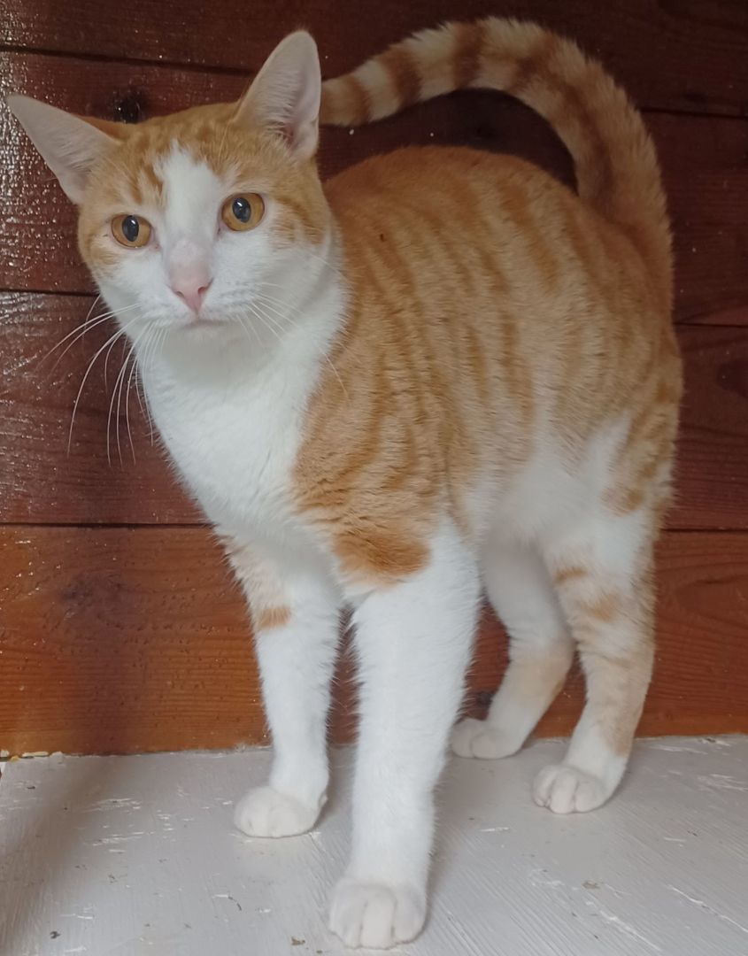 Sale orange tabby cat adoption Top Sellers Black Friday