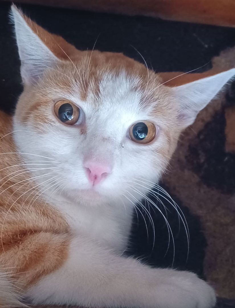 Orange & Then Some, a Adoptable Domestic Short Hair in Lees Summit, MO image 5/9