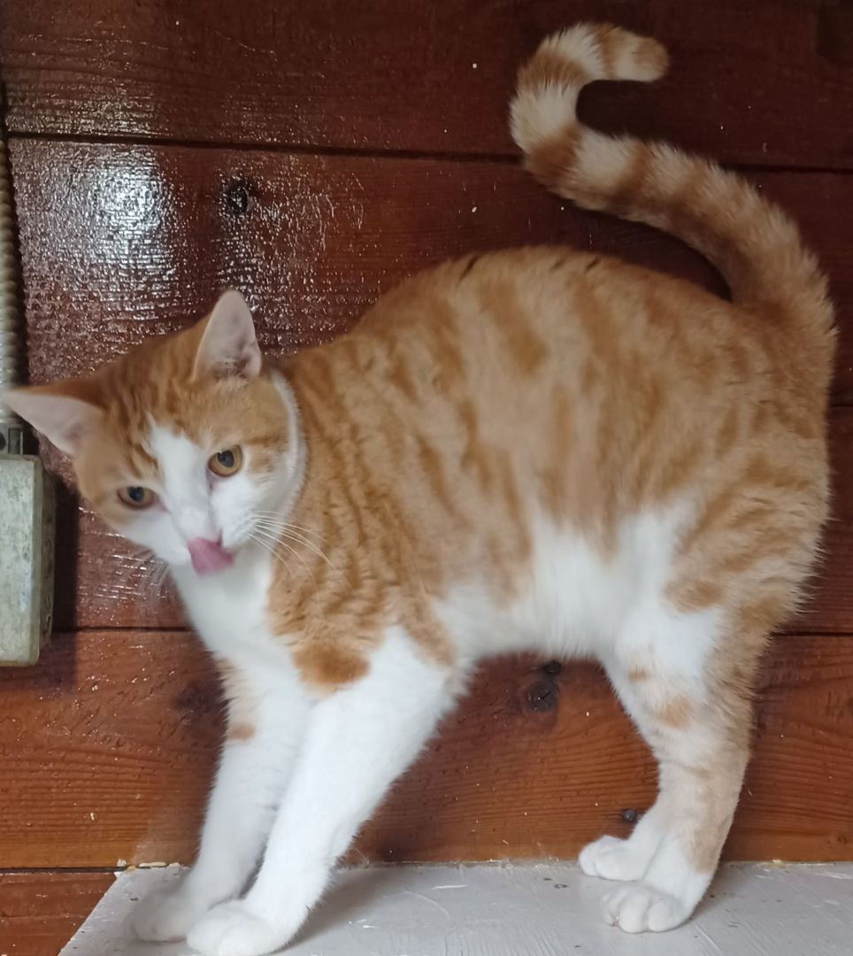 Orange & Then Some, a Adoptable Domestic Short Hair in Lees Summit, MO image 6/9