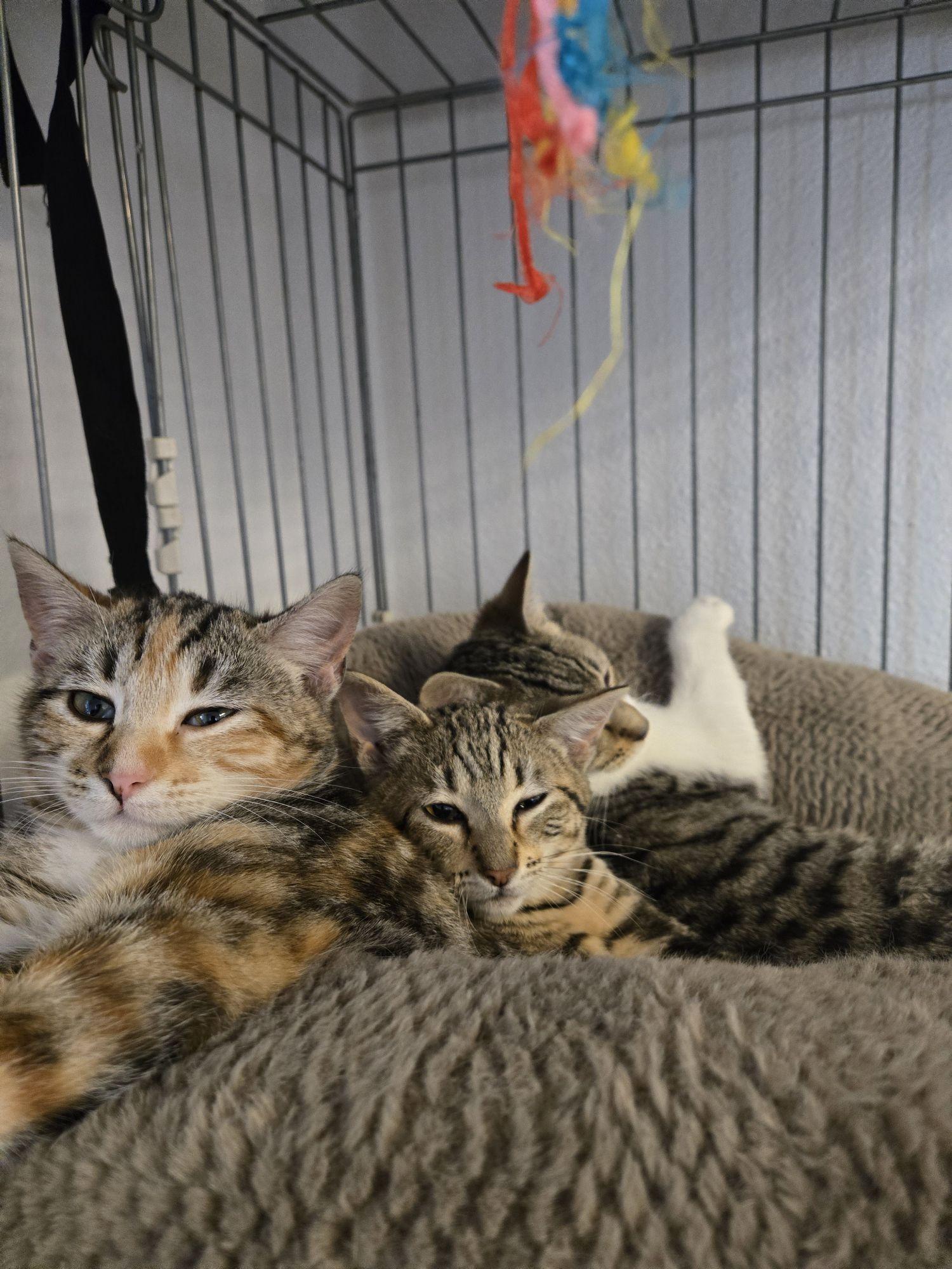 Croissant, Strudel and Eclair, ADOPTABLE, Young Female Domestic Short Hair.