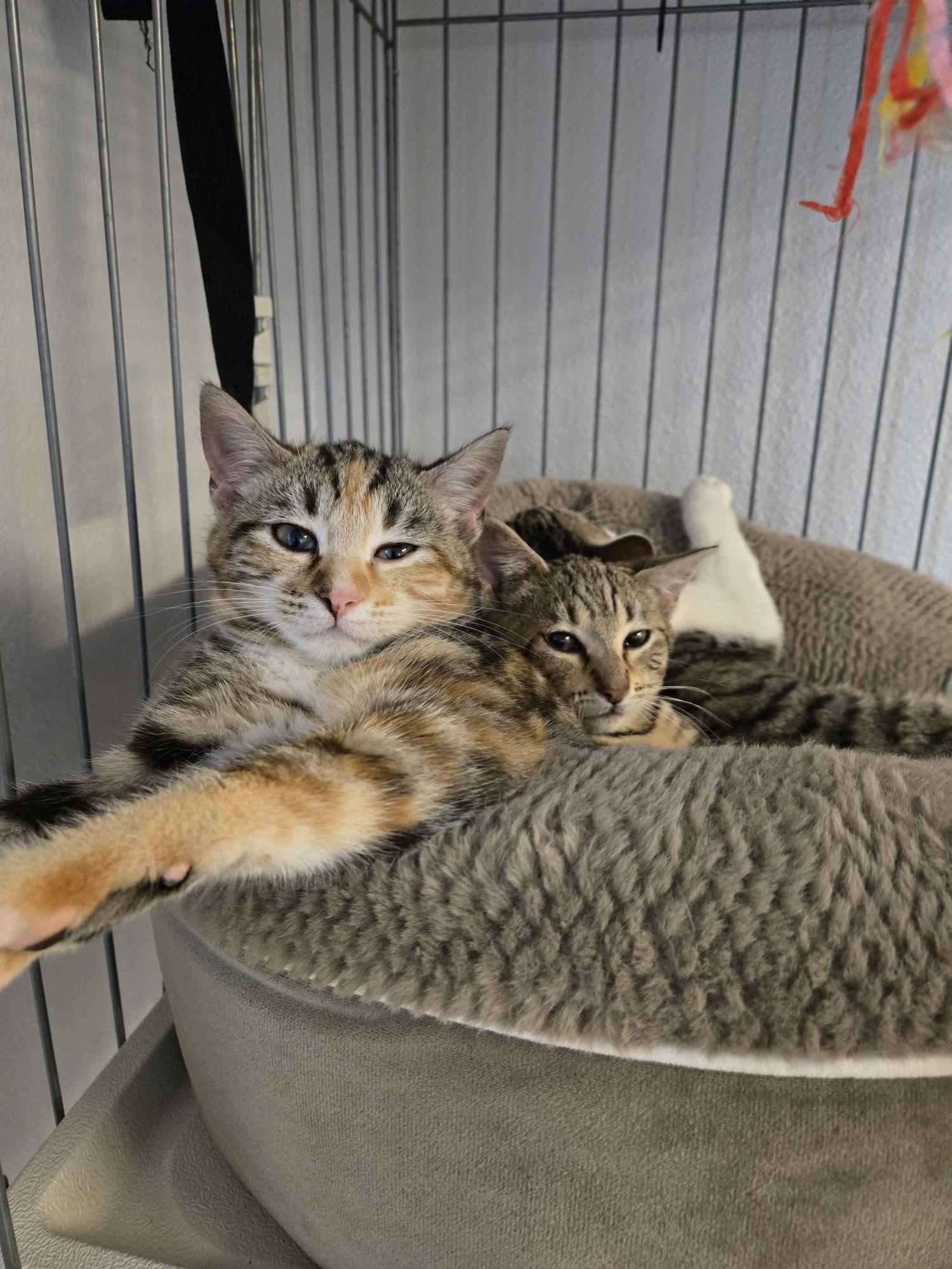 Enlarge Croissant, Strudel and Eclair, a ADOPTABLE Domestic Short Hair in Eureka, CA image 2/2