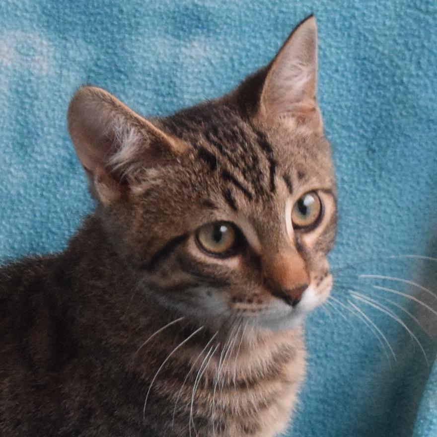 Barron, Adoptable, Young Male Domestic Short Hair.