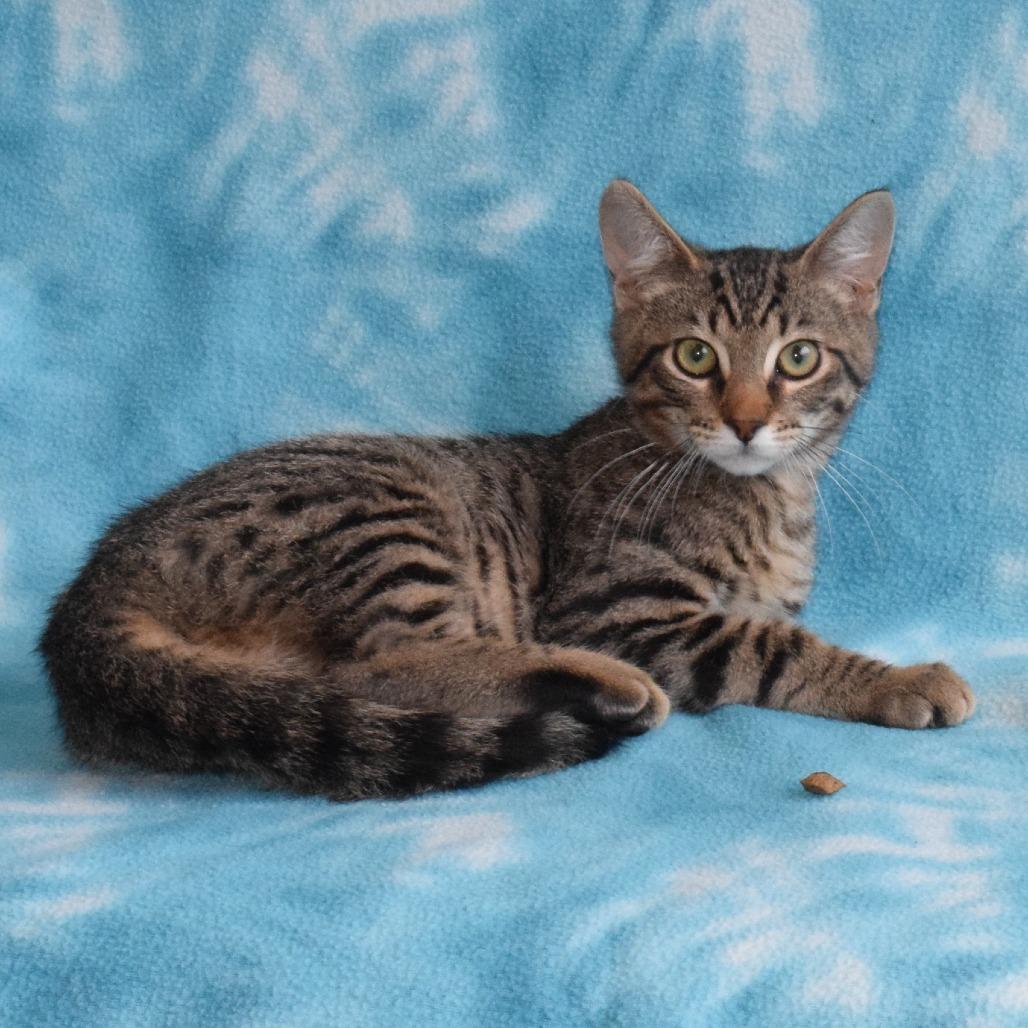 Enlarge Barron, a Adoptable Domestic Short Hair in Eureka, CA image 2/3