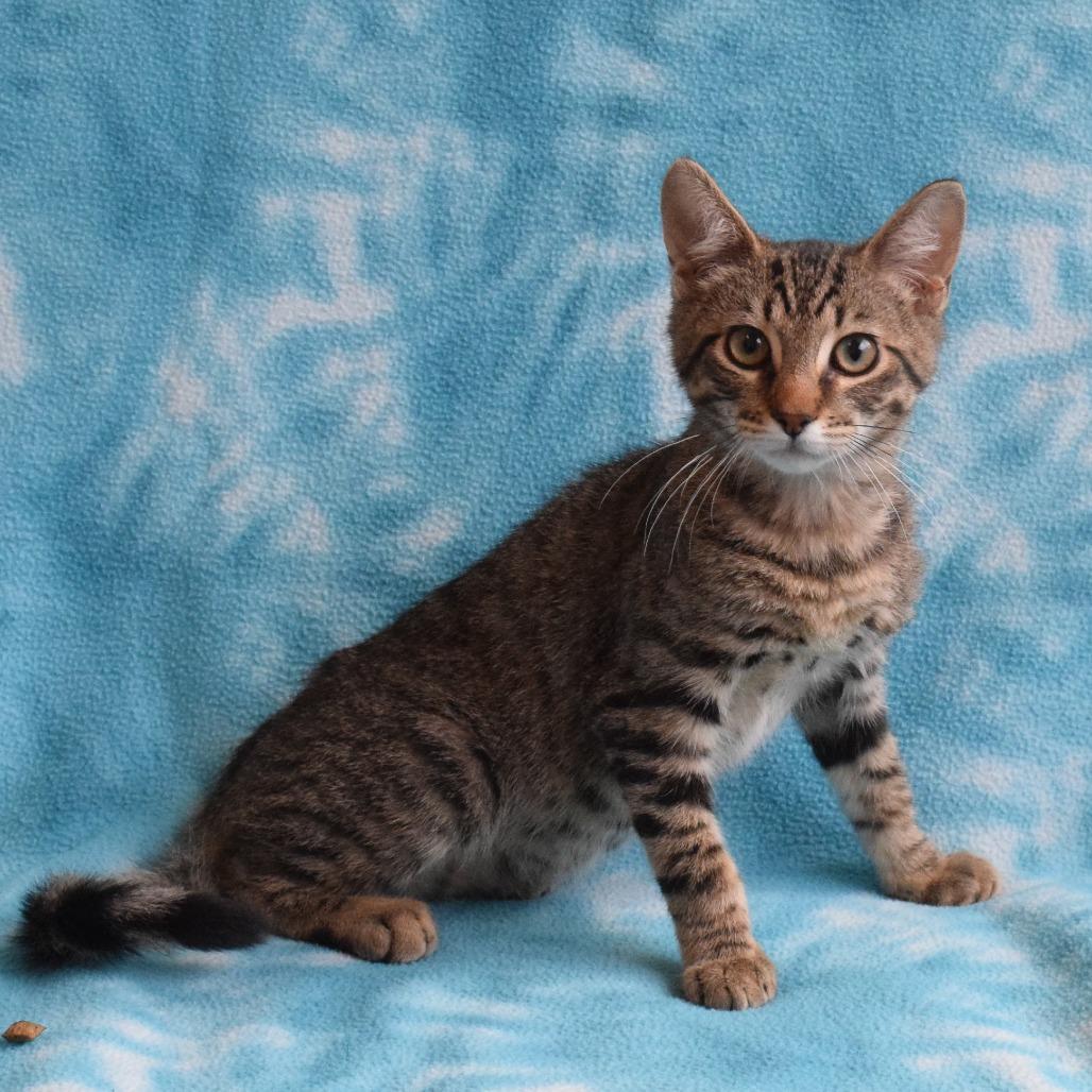 Enlarge Barron, a Adoptable Domestic Short Hair in Eureka, CA image 3/3