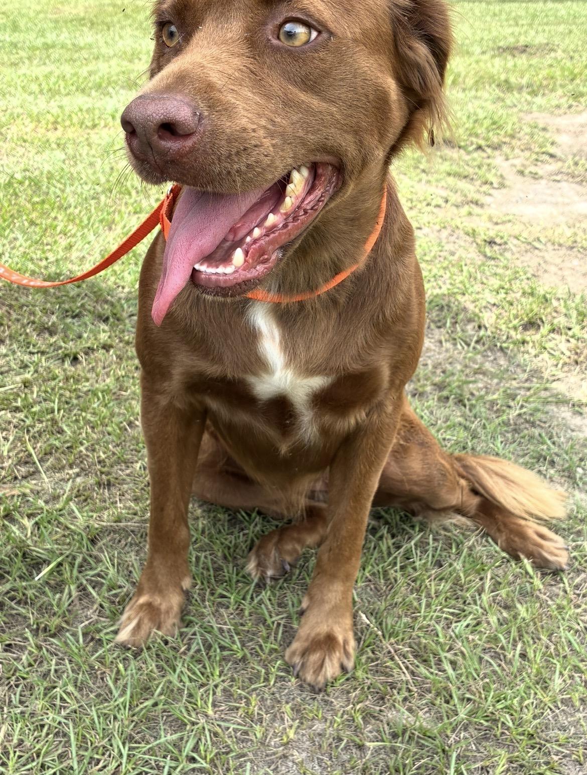 Enlarge Sugar, a Adoptable mixed breed in Hortense, GA image 3/3