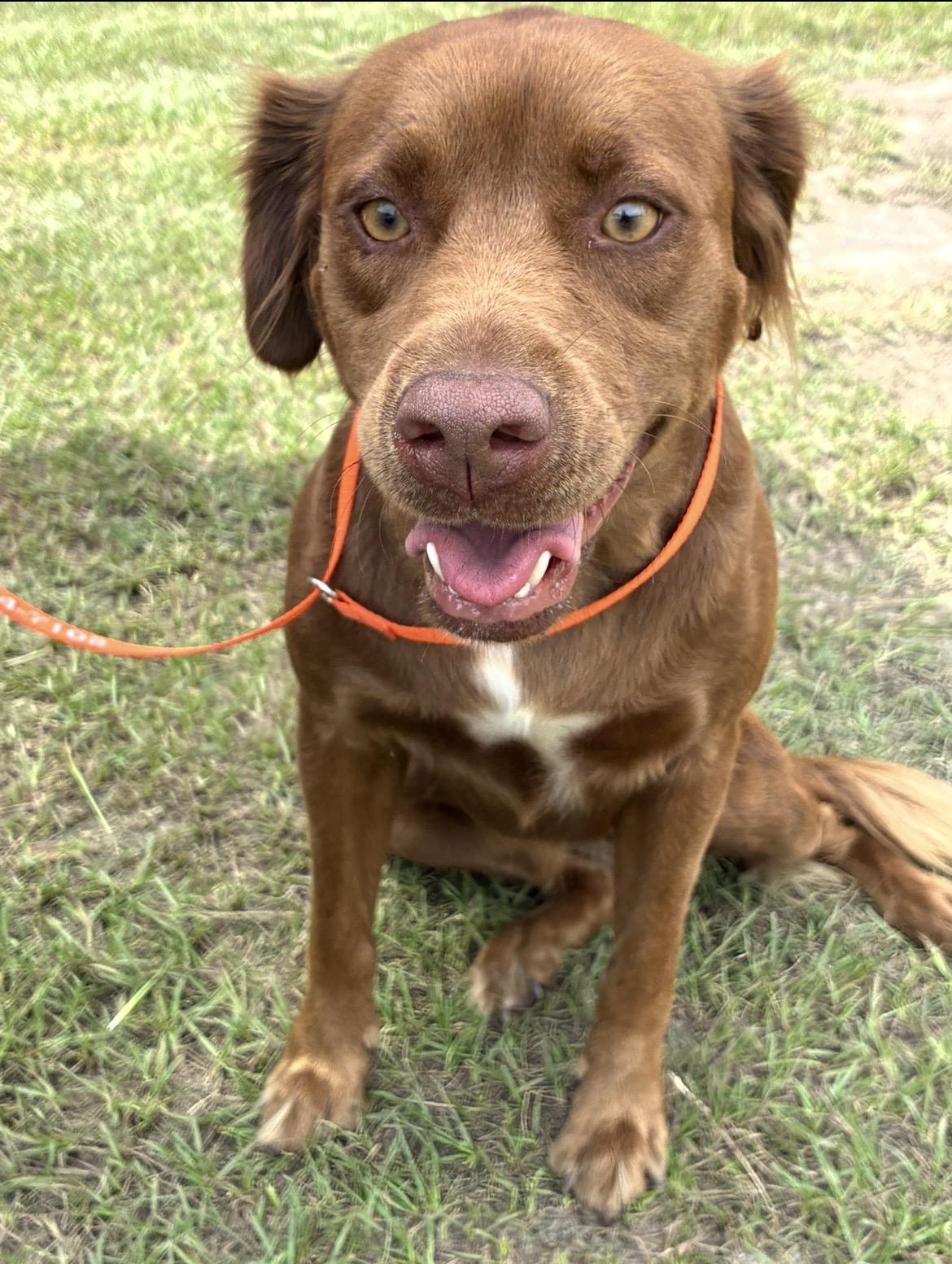 Enlarge Sugar, a Adoptable mixed breed in Hortense, GA image 1/3