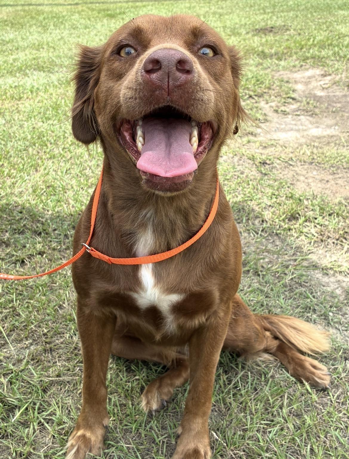 Enlarge Sugar, a Adoptable mixed breed in Hortense, GA image 2/3