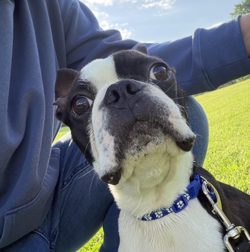 Enlarge Moose Miller 0281 Rockvale TN, a Adopted Boston Terrier in Maryville, TN image 1/4