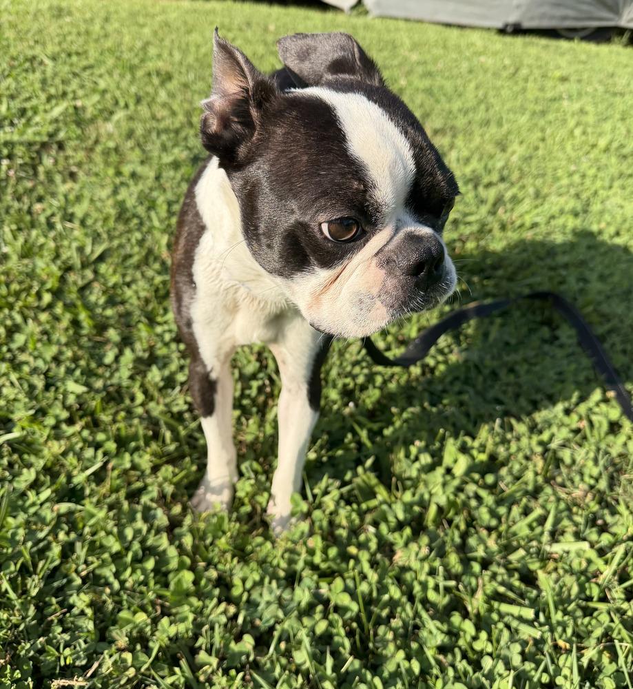 Enlarge Moose Miller 0281 Rockvale TN, a Adopted Boston Terrier in Maryville, TN image 2/4