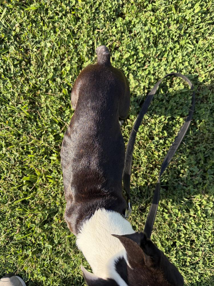 Enlarge Moose Miller 0281 Rockvale TN, a Adopted Boston Terrier in Maryville, TN image 3/4