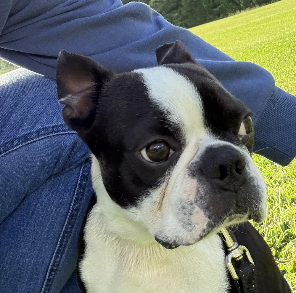 Enlarge Moose Miller 0281 Rockvale TN, a Adopted Boston Terrier in Maryville, TN image 4/4