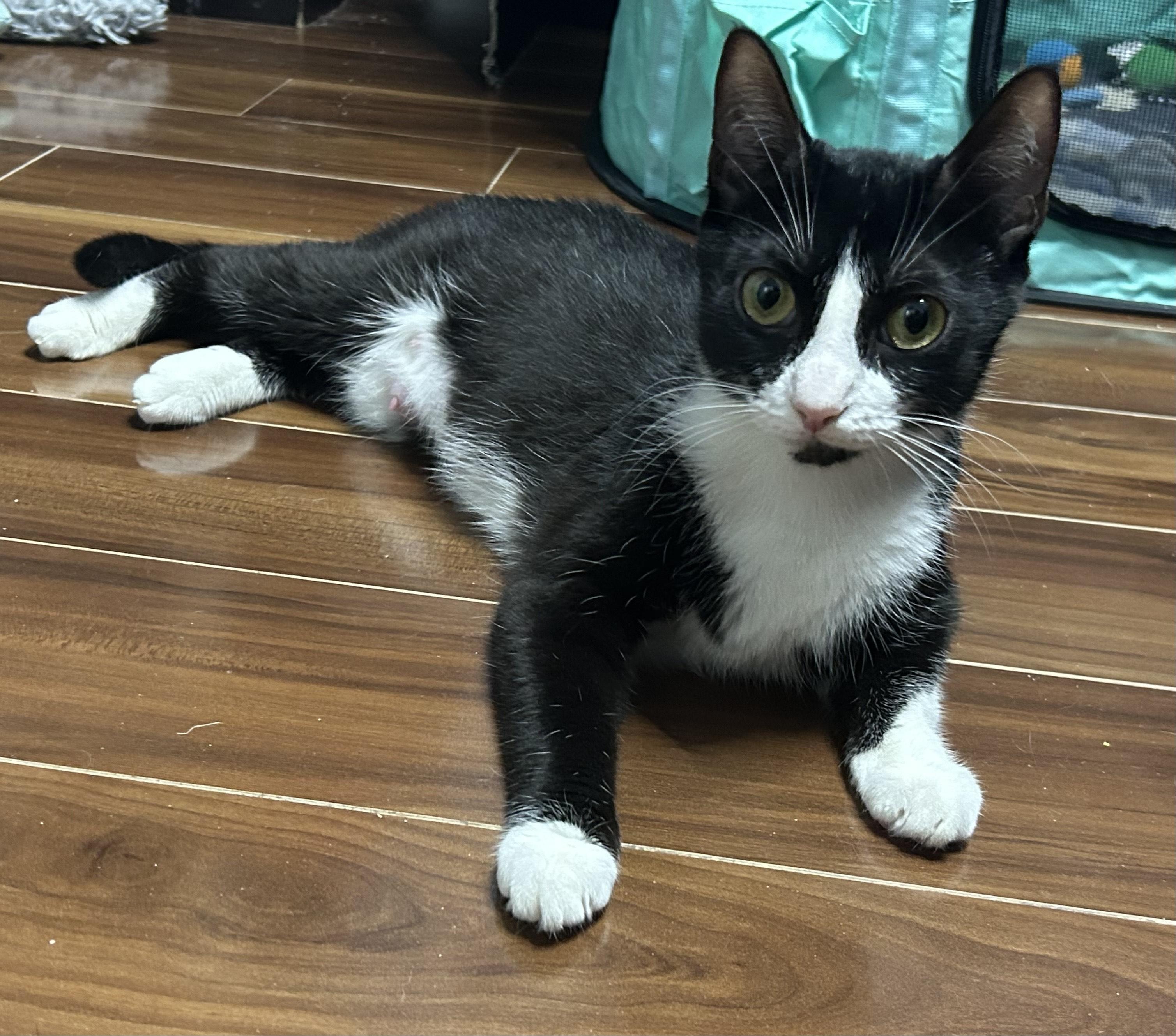 Felixa ** $100 adoption fee**, Adoptable, Young Female Domestic Short Hair & Tuxedo.