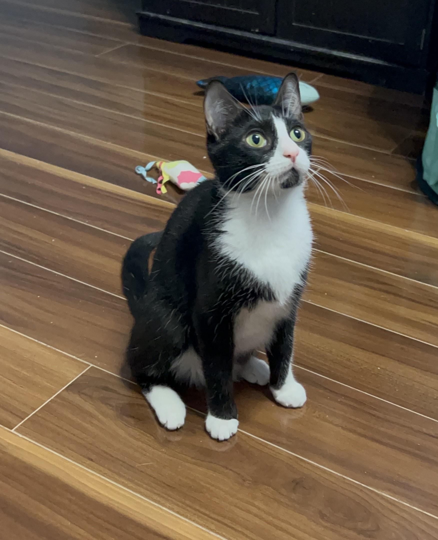 Felixa ** $100 adoption fee**, a Adoptable mixed breed in New York, NY image 4/5