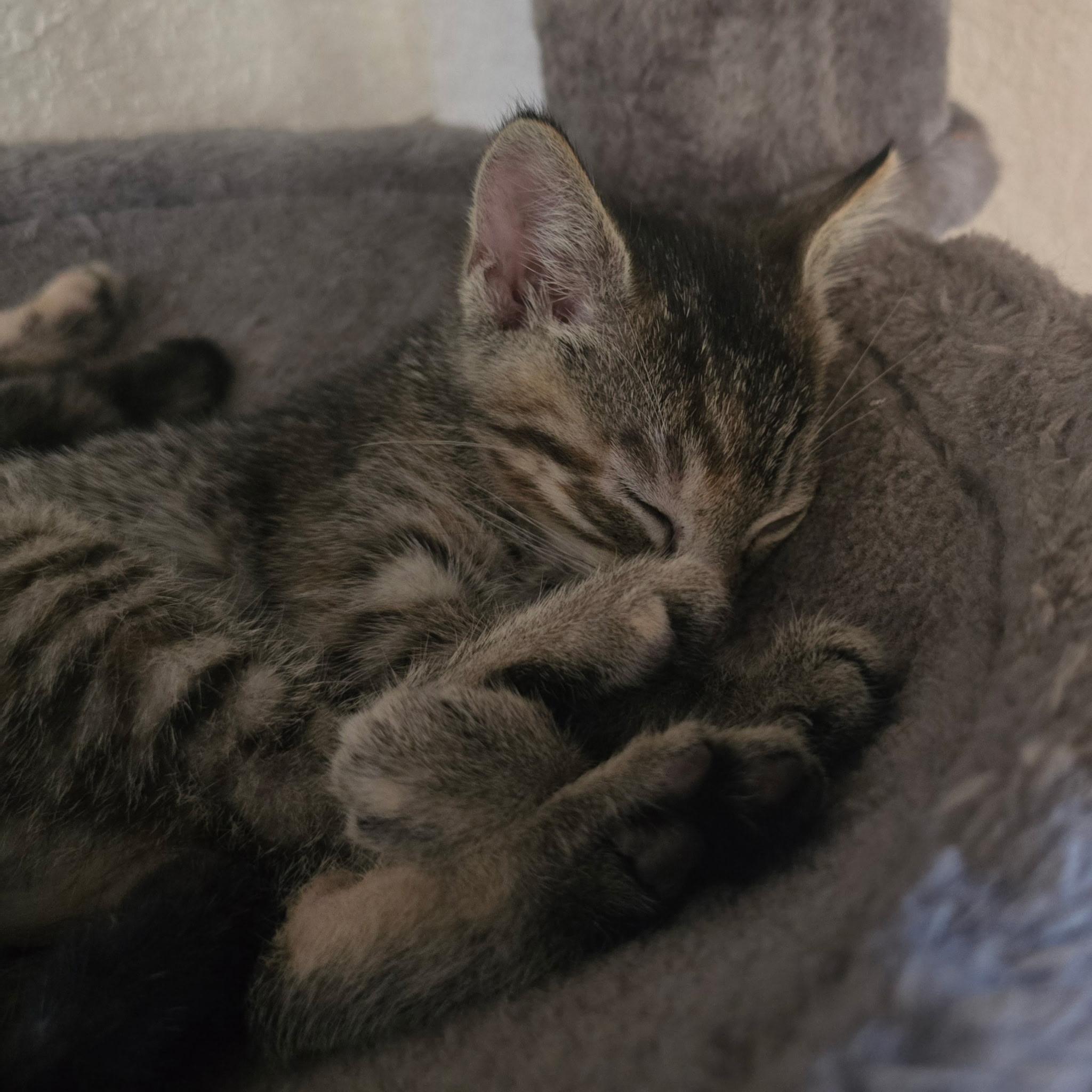 River, Adopted, Kitten Female Tabby.