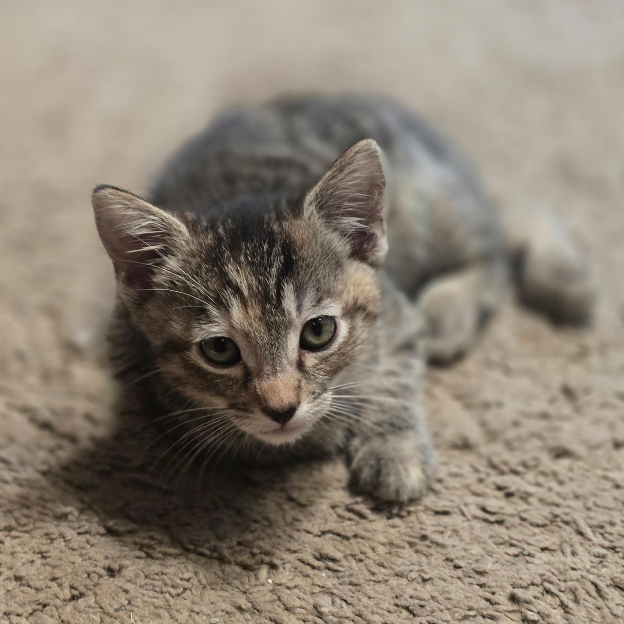 Enlarge River, a Adopted Tabby in Hayward, CA image 3/4