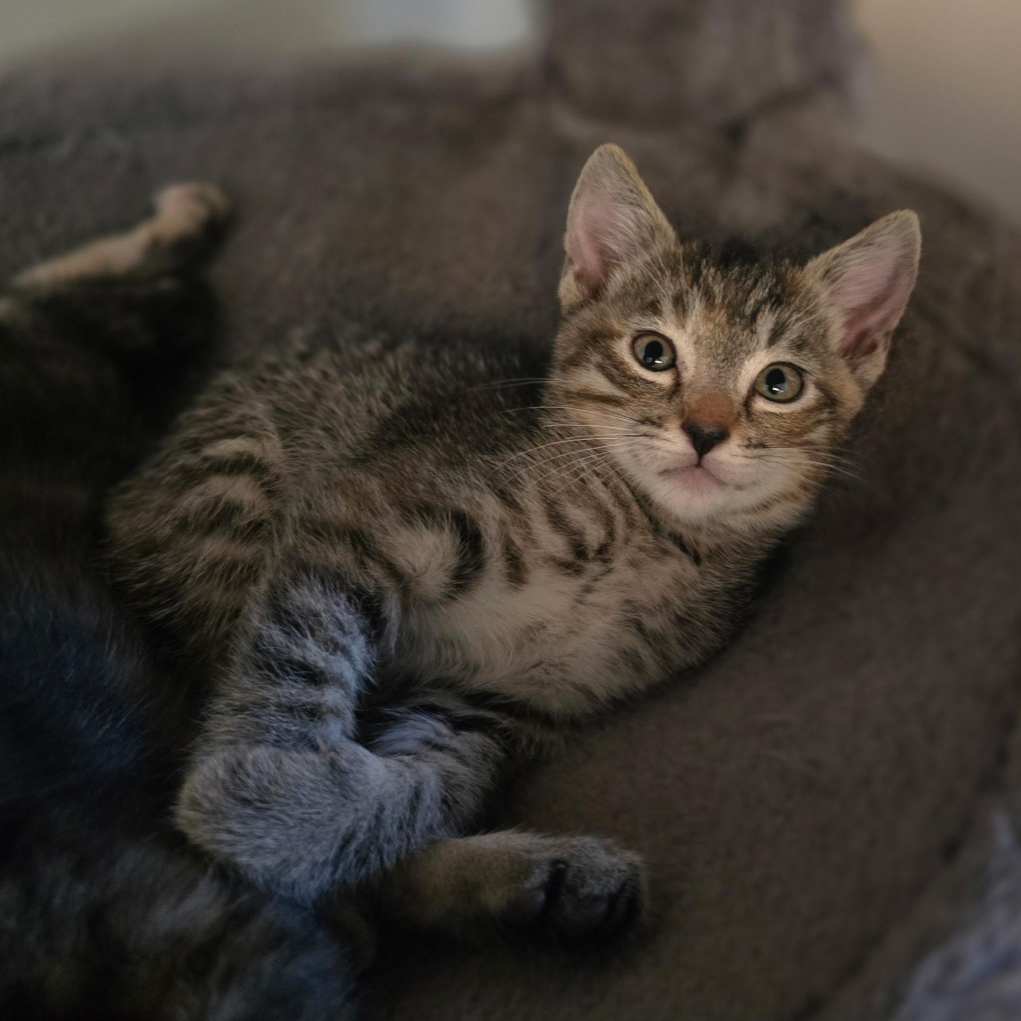 Enlarge River, a Adopted Tabby in Hayward, CA image 2/4