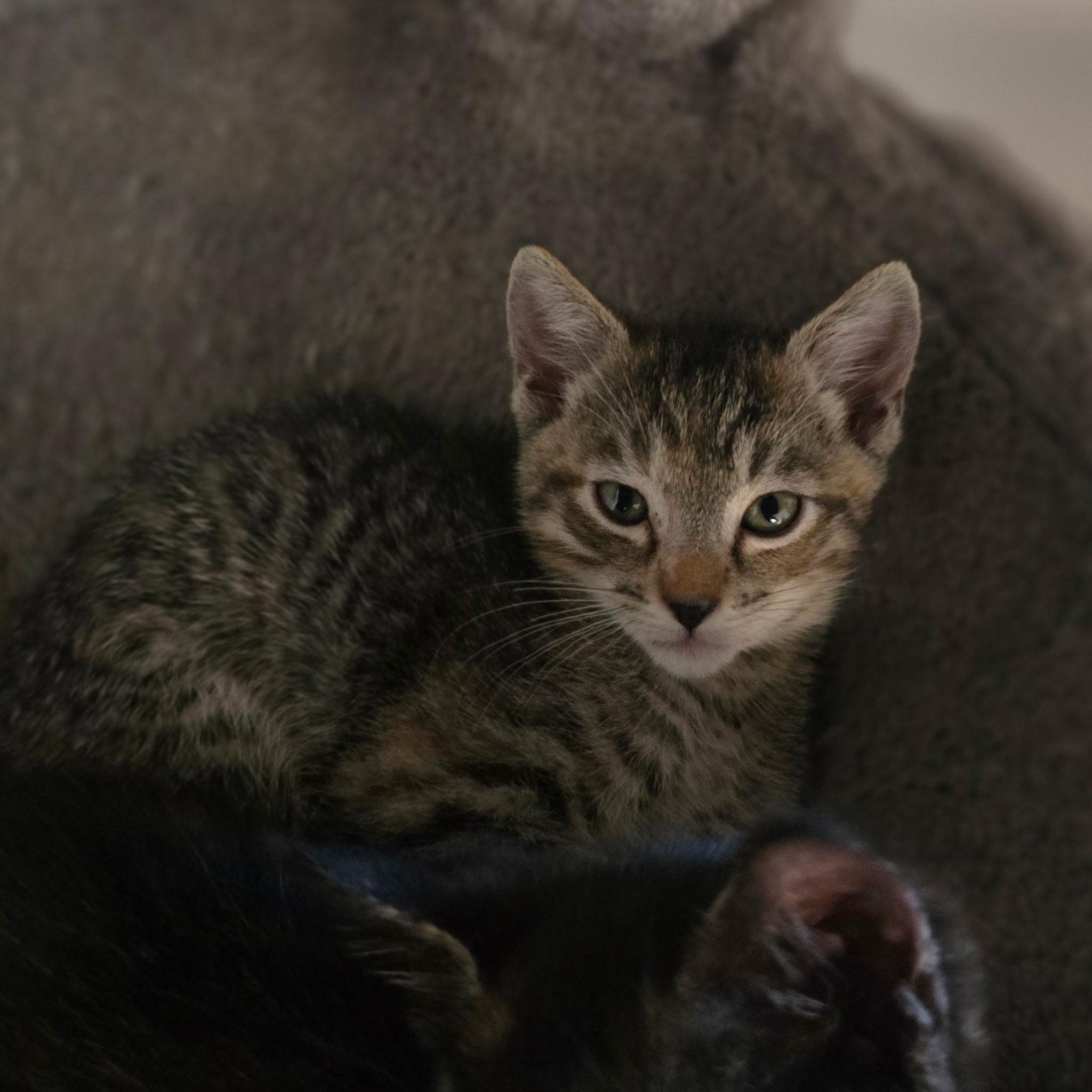 Enlarge River, a Adopted Tabby in Hayward, CA image 4/4