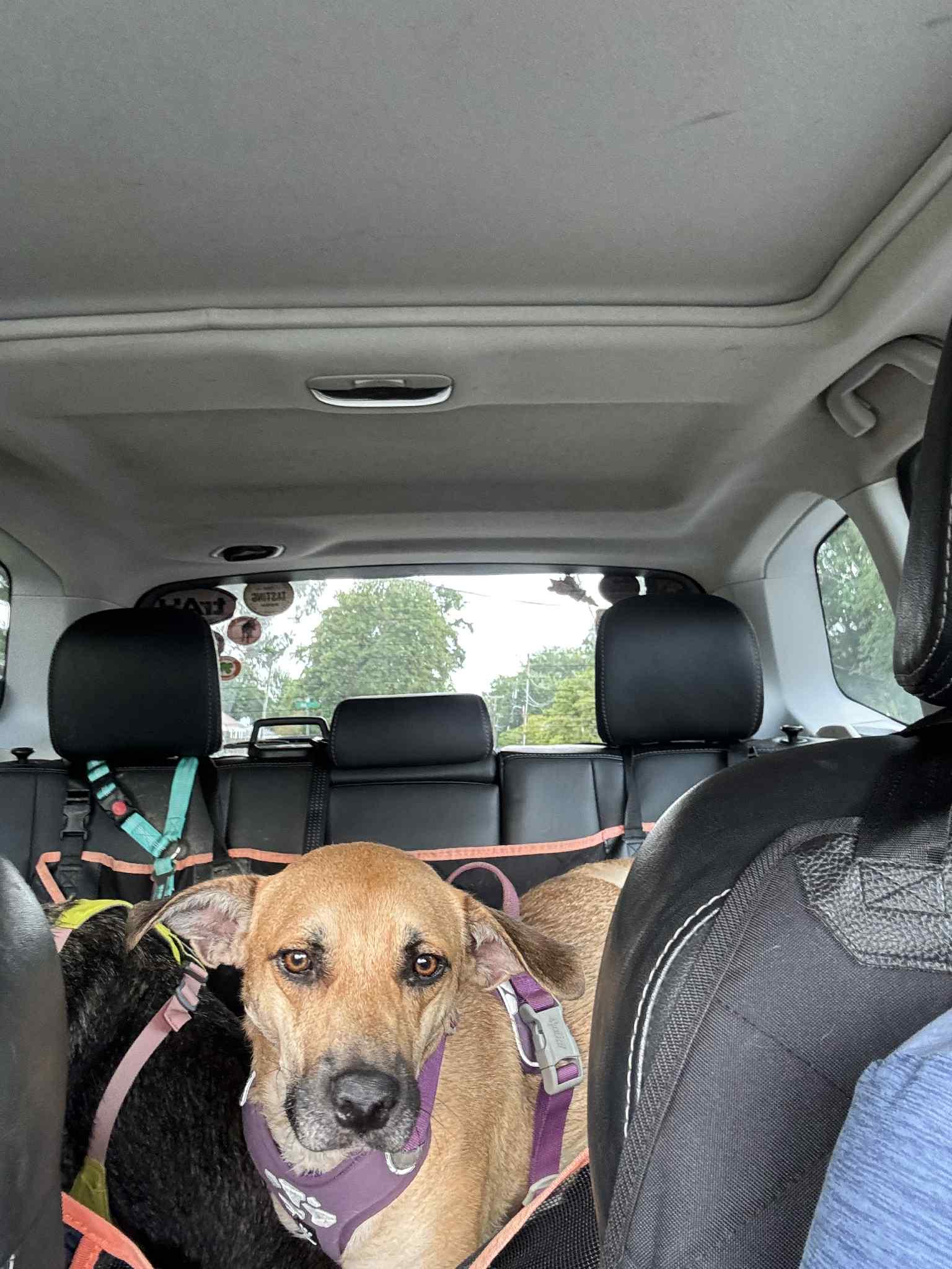 Nala, Adoptable, Young Female Mixed Breed.