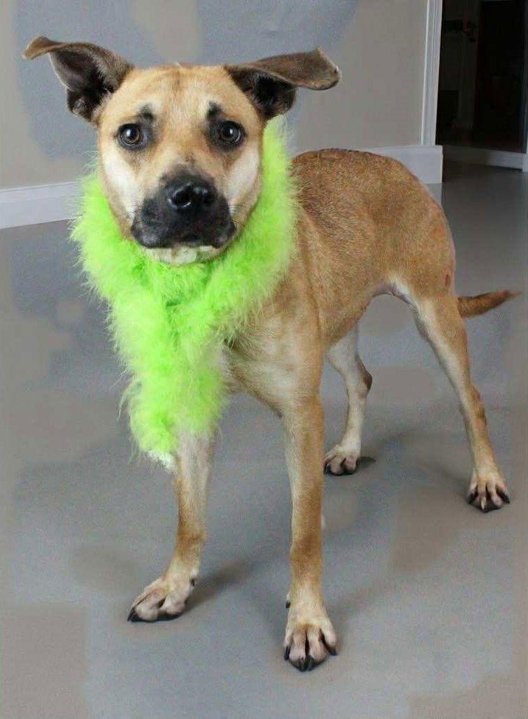 Enlarge Nala, a Adoptable Mixed Breed in Shelburne, VT image 2/3