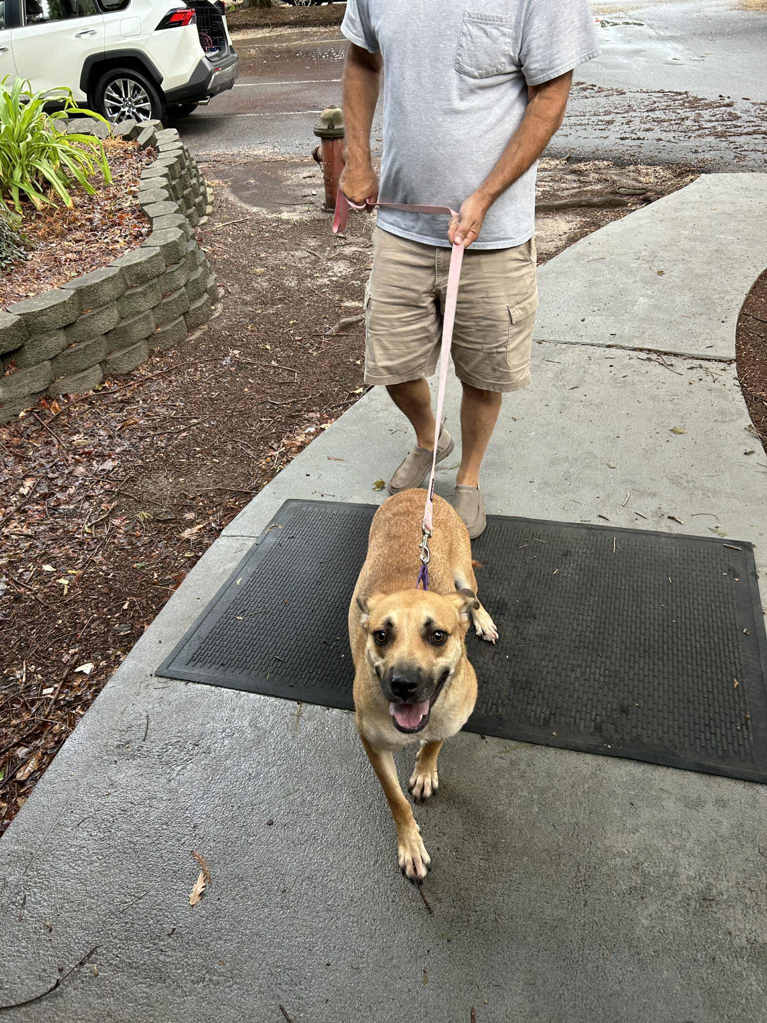 Enlarge Nala, a Adoptable Mixed Breed in Shelburne, VT image 3/3