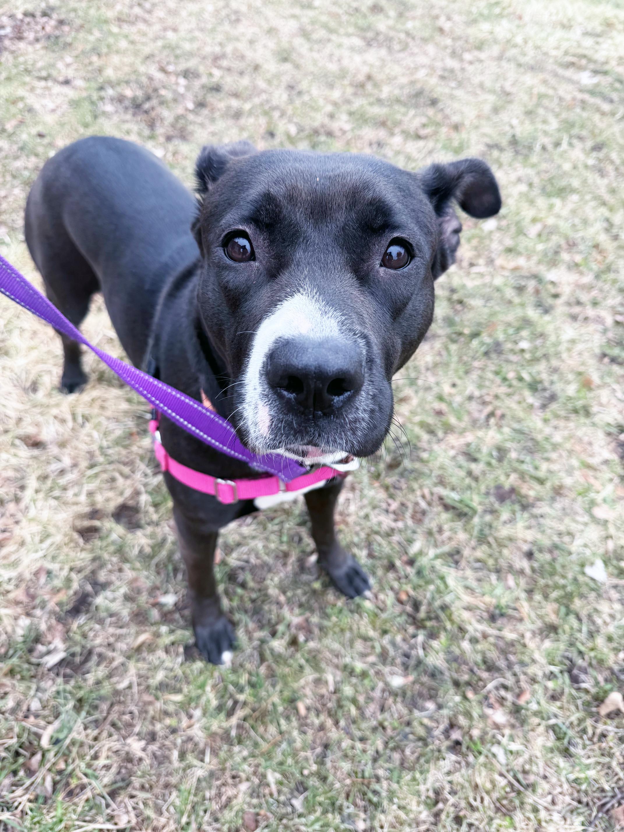 Josie-Loves people. Smart & gentle, an adoptable mixed breed in Oshkosh, WI image 2/6