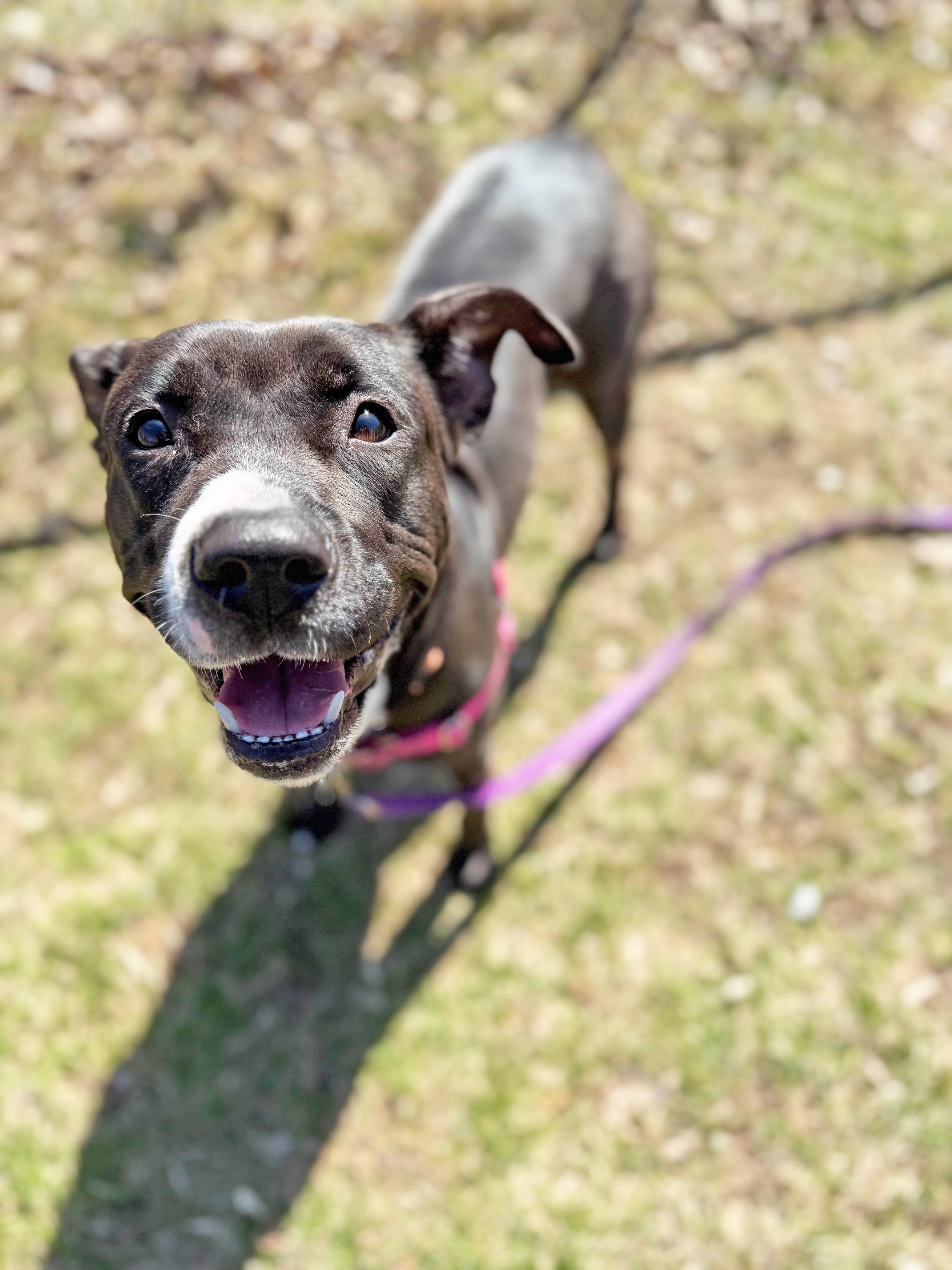 Josie-Loves people. Smart & gentle, adoptable, Young Female Mixed Breed.