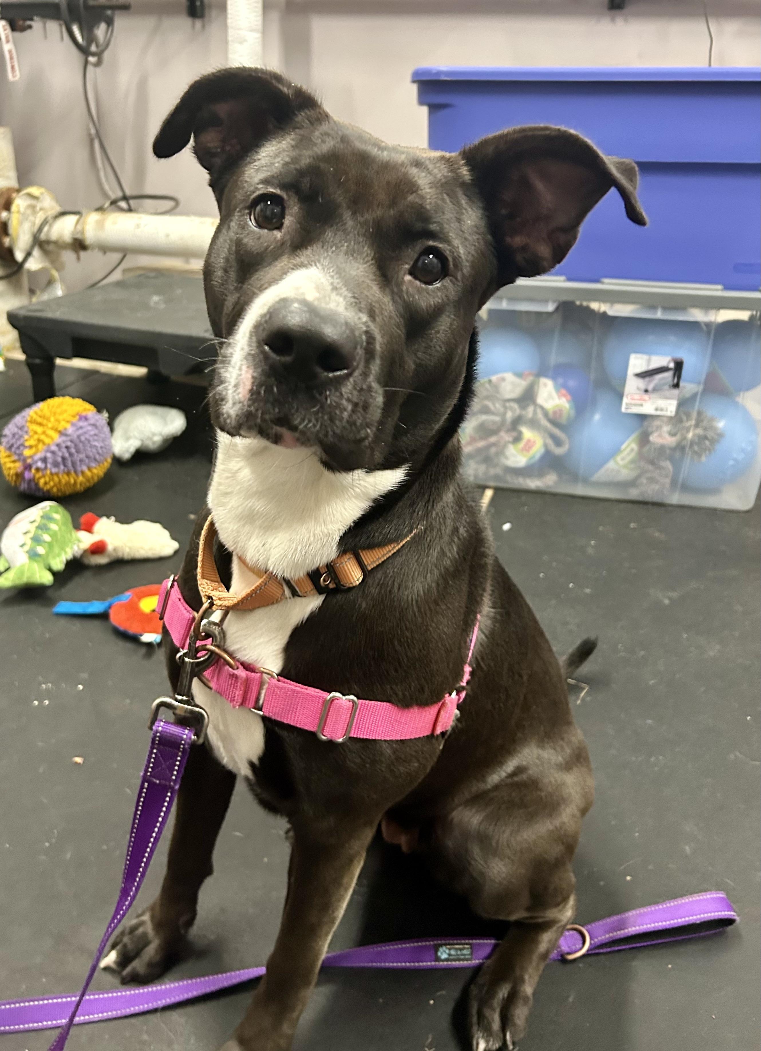 Enlarge Josie-Loves people. Smart & gentle, a ADOPTABLE mixed breed in Oshkosh, WI image 2/5