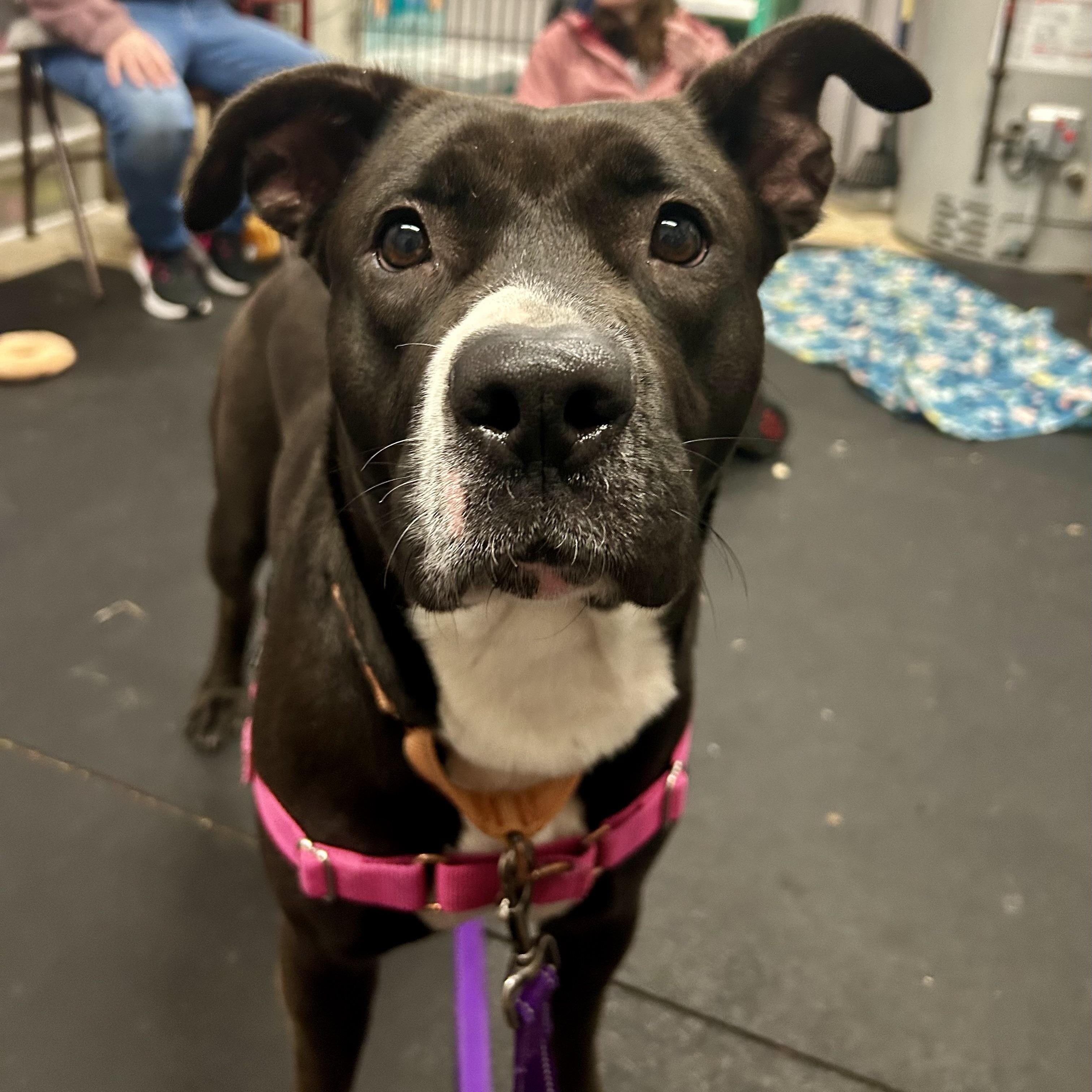 Enlarge Josie-Loves people. Smart & gentle, a ADOPTABLE mixed breed in Oshkosh, WI image 3/5