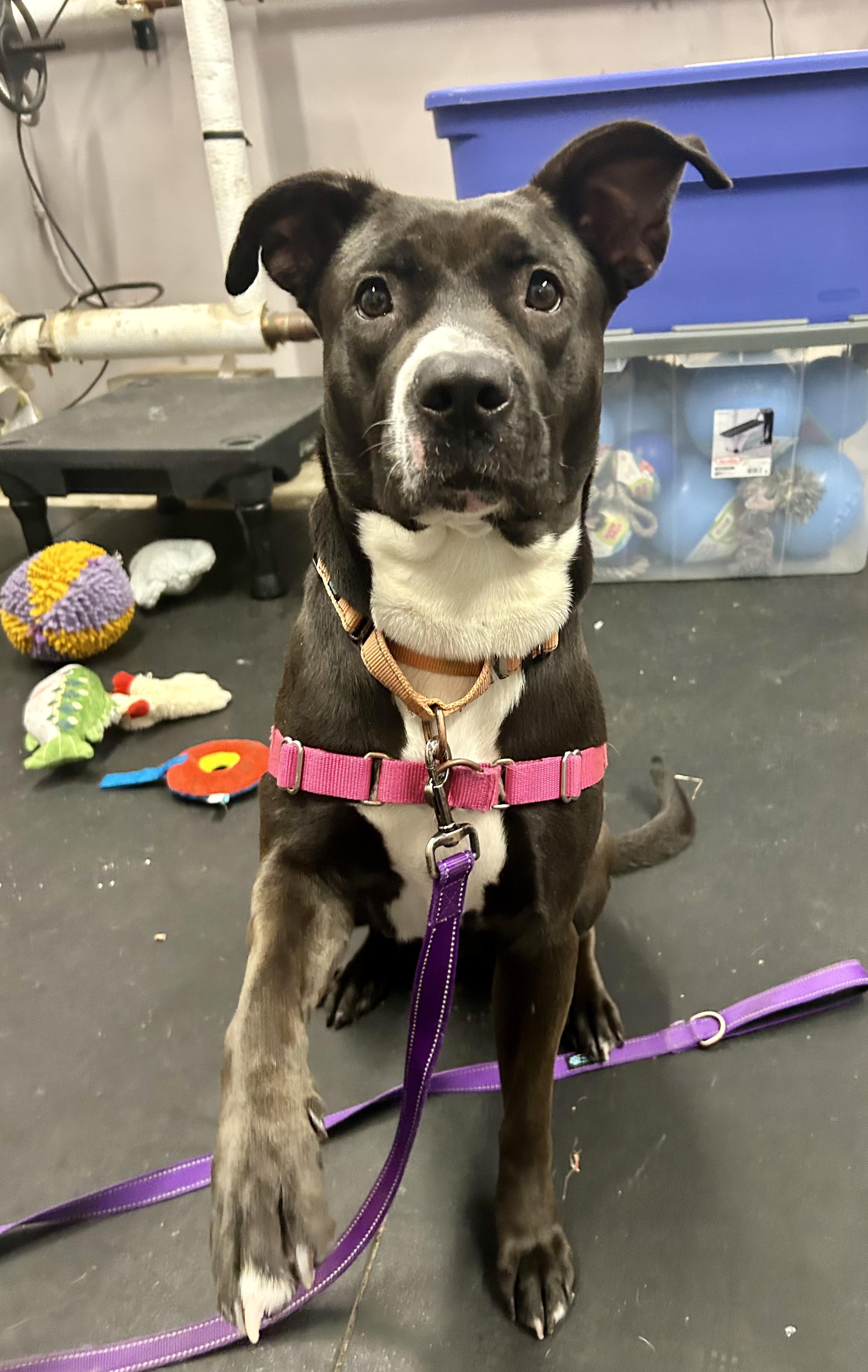 Enlarge Josie-Loves people. Smart & gentle, a ADOPTABLE mixed breed in Oshkosh, WI image 4/5