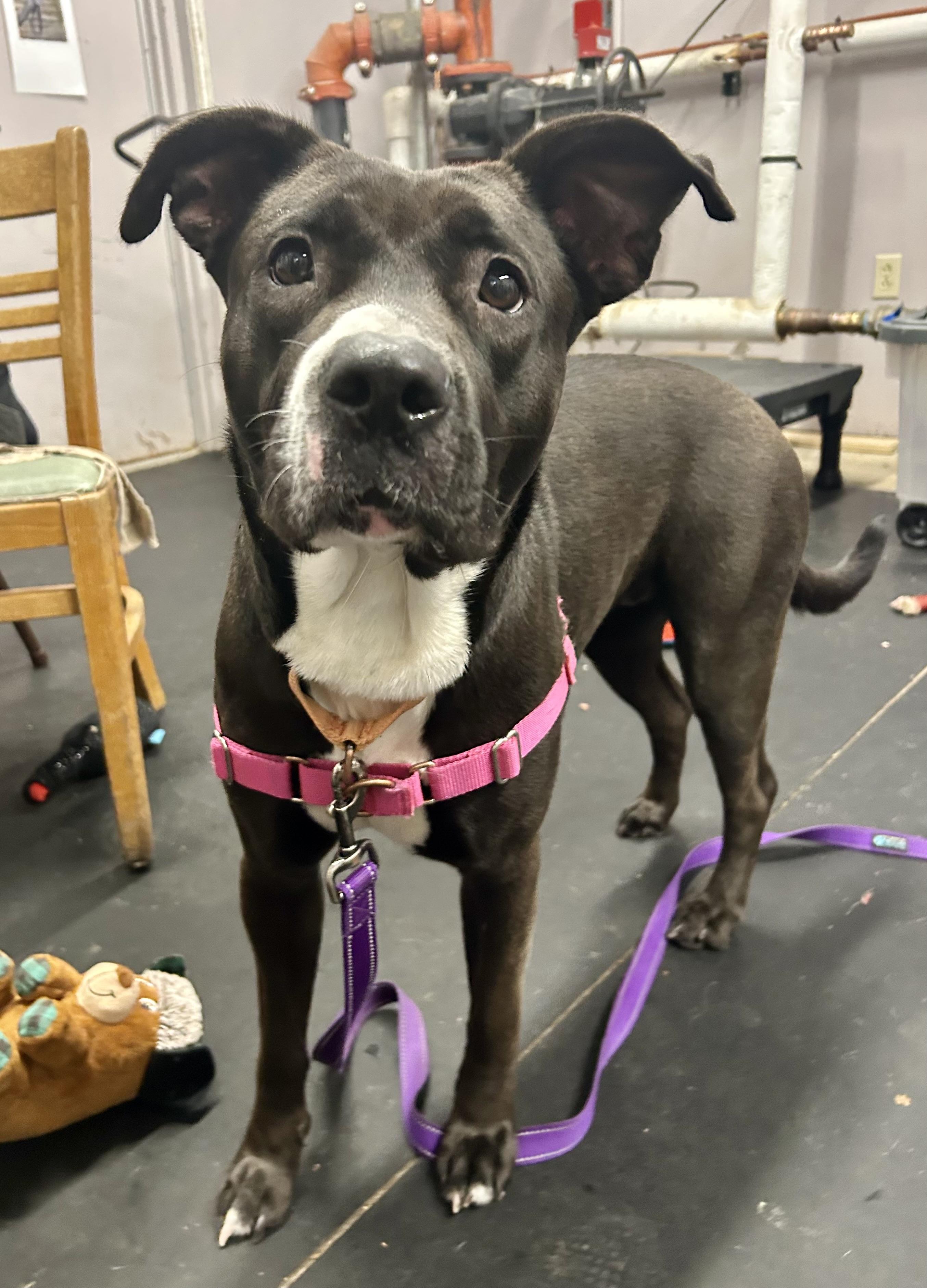 Enlarge Josie-Loves people. Smart & gentle, a ADOPTABLE mixed breed in Oshkosh, WI image 5/5