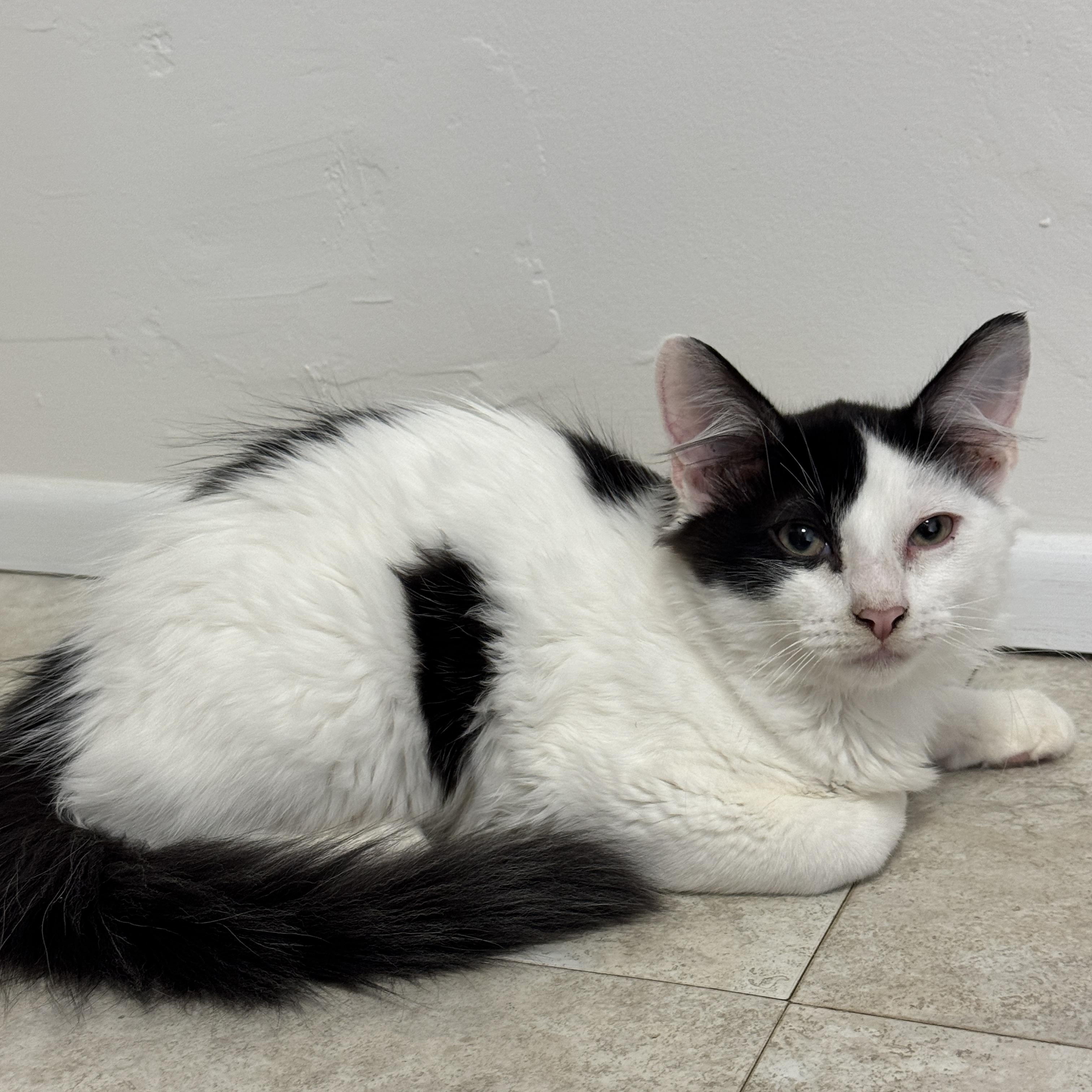 Rajah
