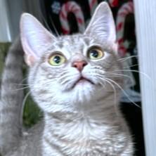 Enlarge LOVING LAVENDER - BLUE BENGAL, a Adoptable mixed breed in Danbury, CT image 3/6