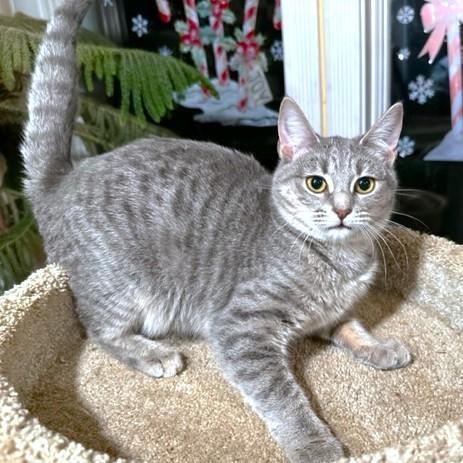 Enlarge LOVING LAVENDER - BLUE BENGAL, a Adoptable mixed breed in Danbury, CT image 2/6