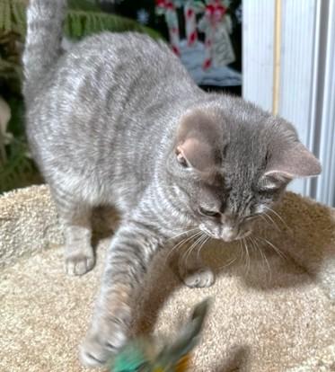 Enlarge LOVING LAVENDER - BLUE BENGAL, a Adoptable mixed breed in Danbury, CT image 5/6