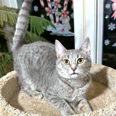 LOVING LAVENDER - BLUE BENGAL, Adoptable, Kitten Female Russian Blue & Bengal.