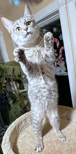 Loving Lavender  Blue thumbnail 5