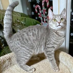 Enlarge LOVING LAVENDER - BLUE BENGAL, a Adoptable mixed breed in Danbury, CT image 6/6
