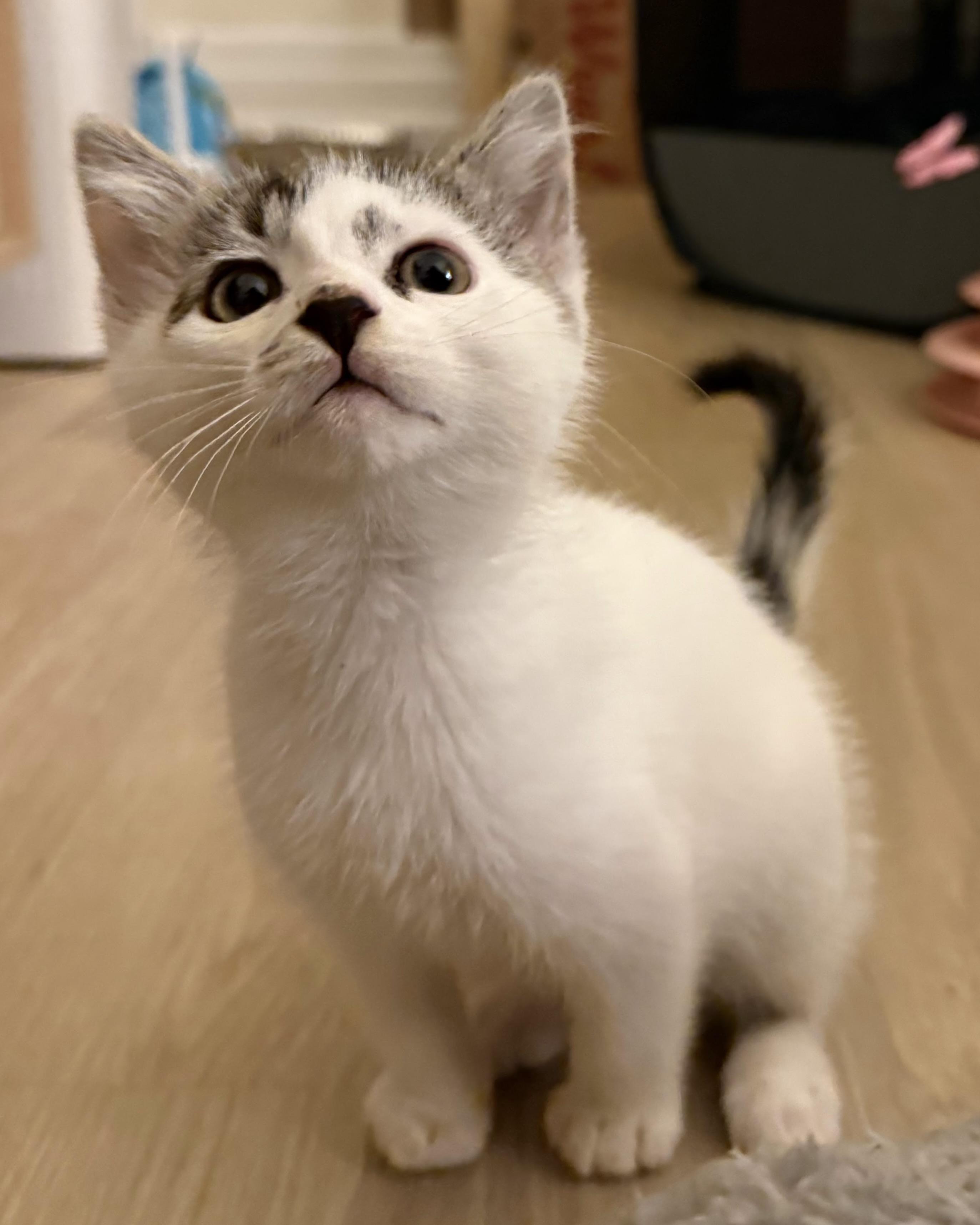 Enlarge Sesame (bonded with Tofu), a Adopted Domestic Short Hair in San Francisco, CA image 1/6