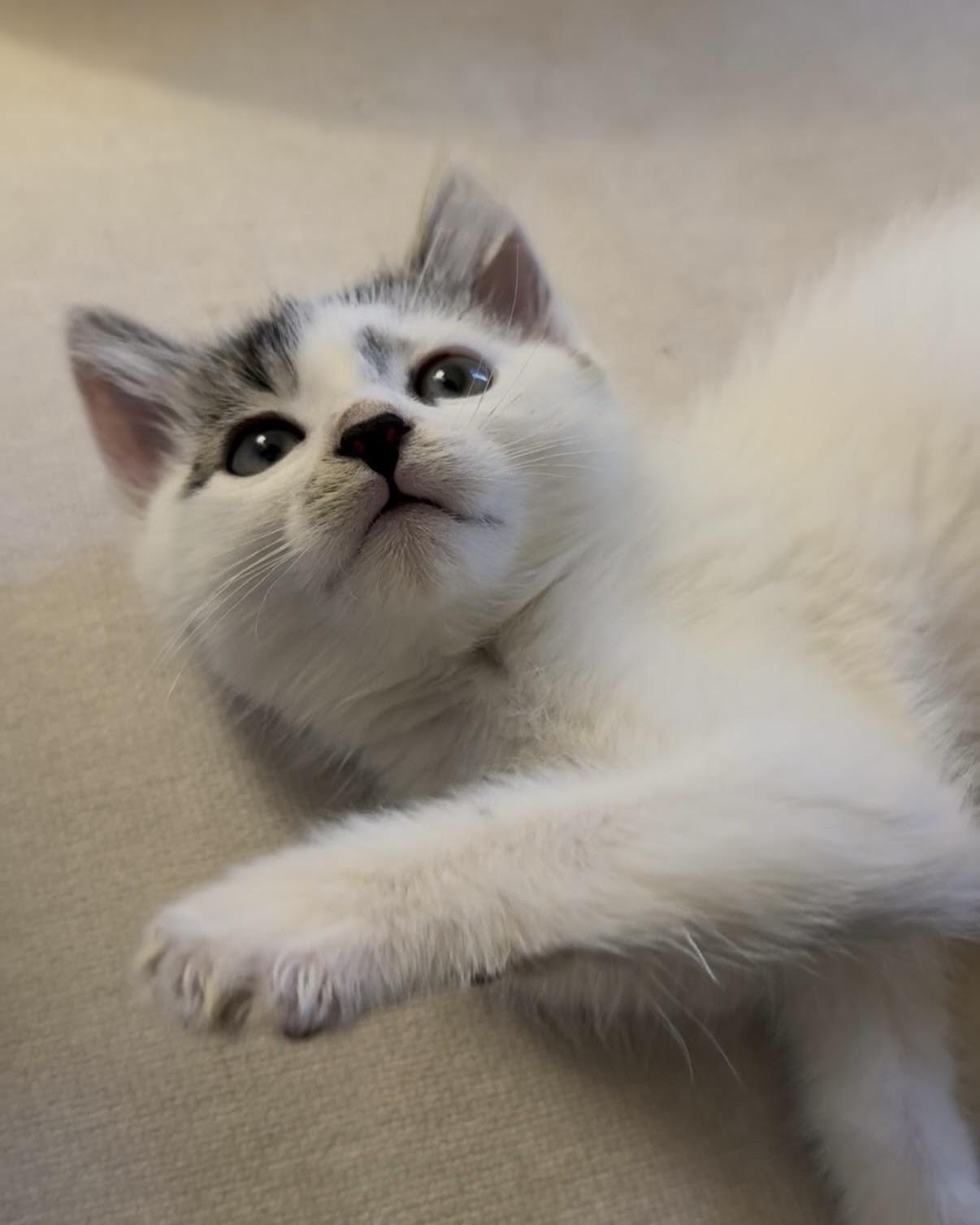 Enlarge Sesame (bonded with Tofu), a Adopted Domestic Short Hair in San Francisco, CA image 2/6