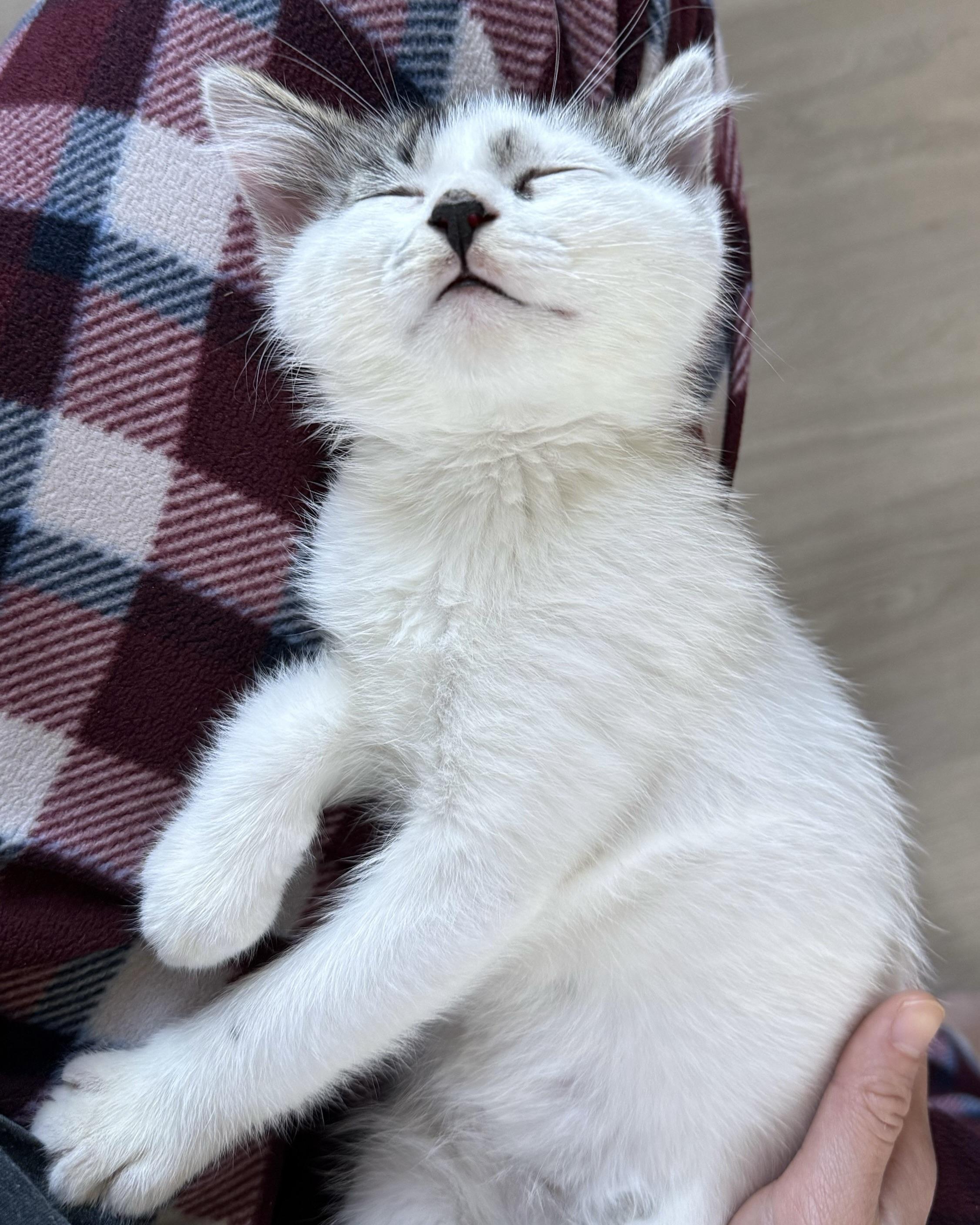 Enlarge Sesame (bonded with Tofu), a Adopted Domestic Short Hair in San Francisco, CA image 4/6