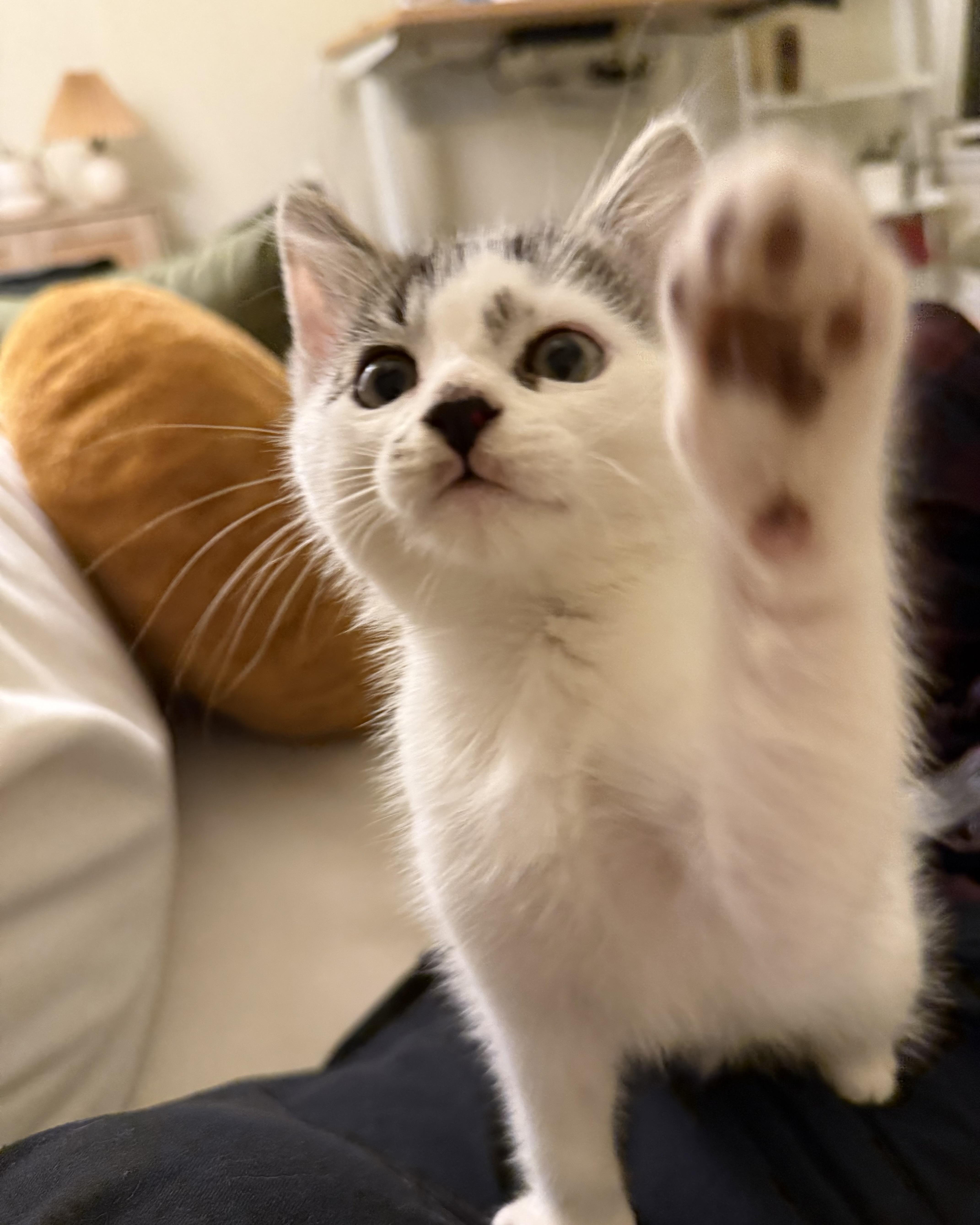 Enlarge Sesame (bonded with Tofu), a Adopted Domestic Short Hair in San Francisco, CA image 5/6